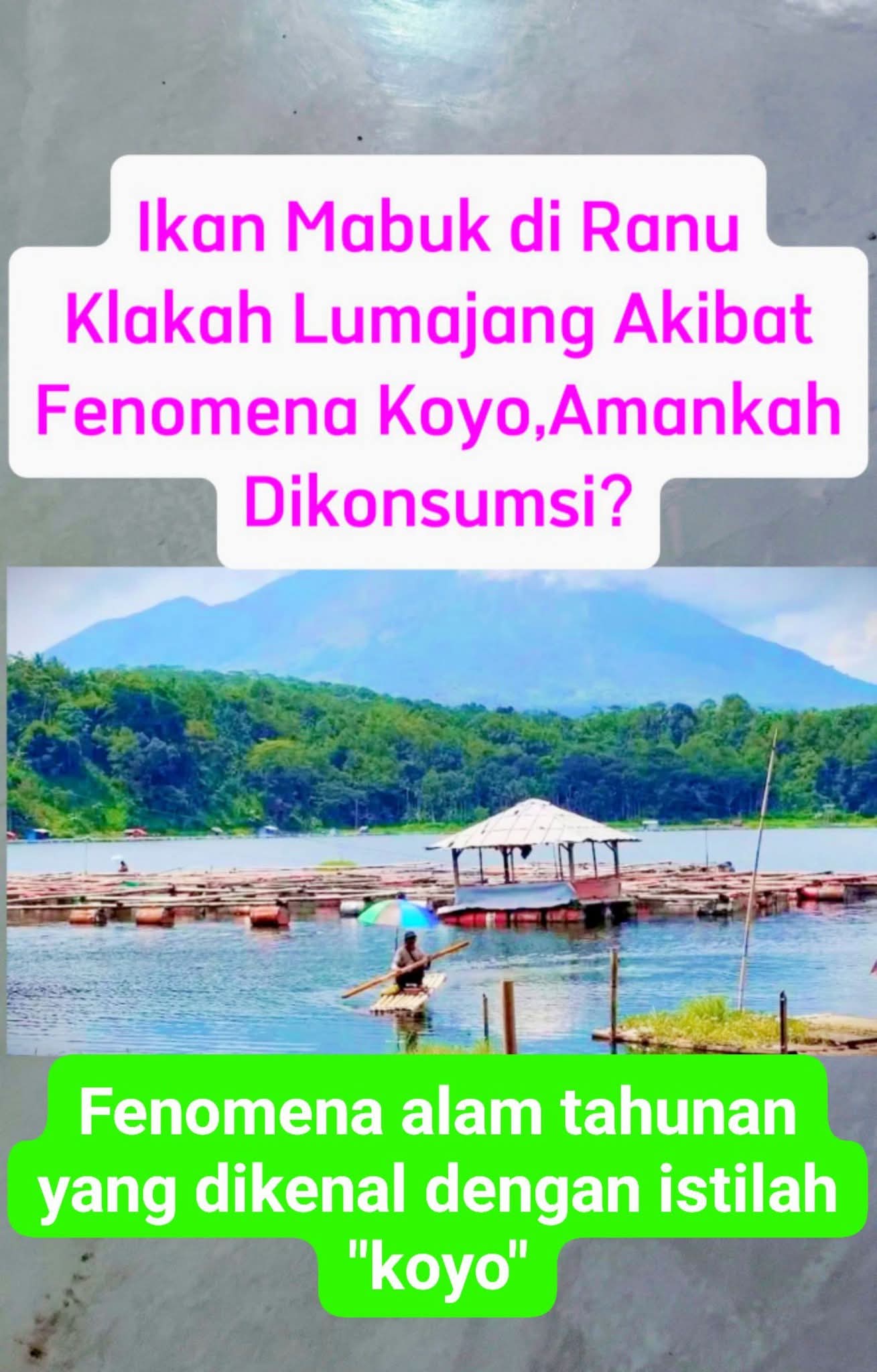 Yuli : Ikan "Koyo" Segar Aman Dikonsumsi